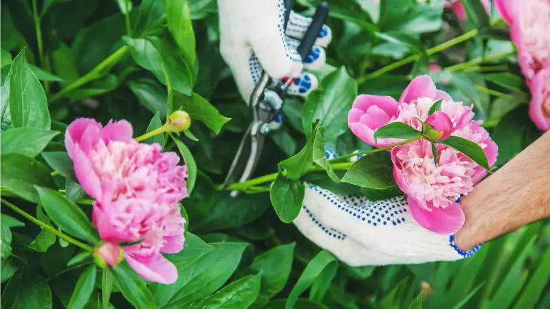 When Do You Cut Peonies Down