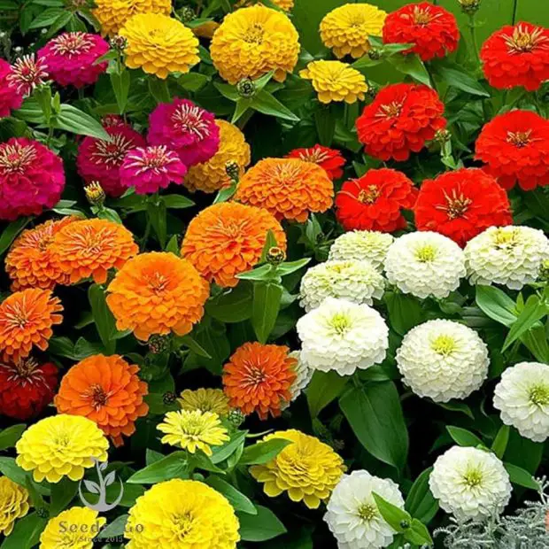 How to grow zinnias from seeds step by step