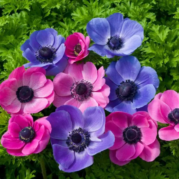 How to Plant Anemone Bulbs for a Stunning Spring Garden Display