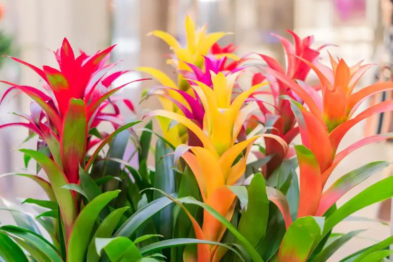 How to Care for a Bromeliad Plant: Easy Guide for Vibrant Growth