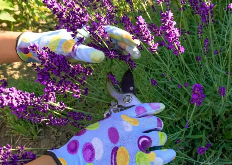 do you cut down lavender