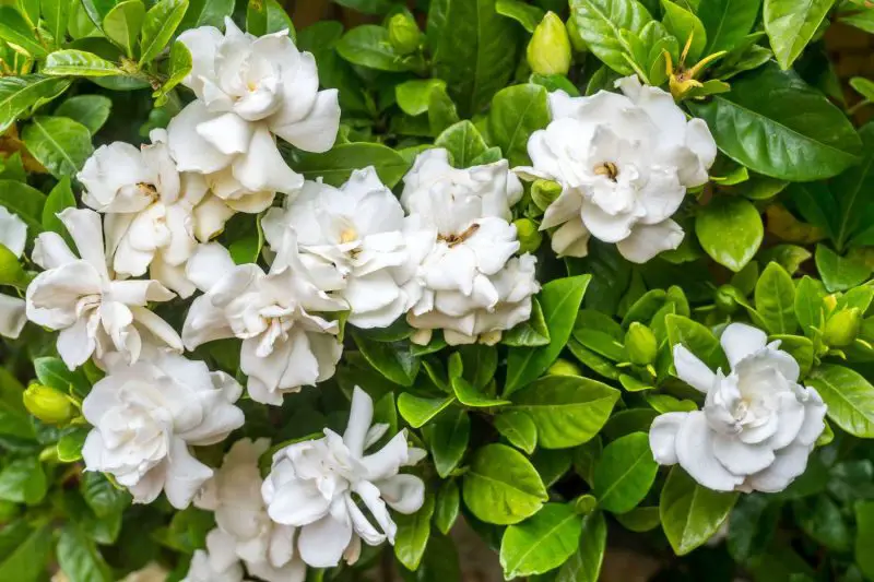 How to Care for Gardenias: Keep Your Blooms Fragrant and Bright