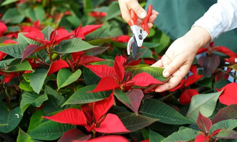 how to care for poinsettias