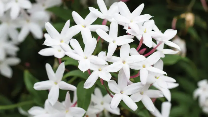 How to Care for Jasmine: Keep It Blooming All Year