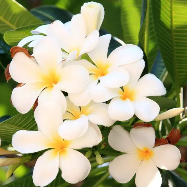 How to Care for Plumeria: Keep Your Tropical Beauty Thriving