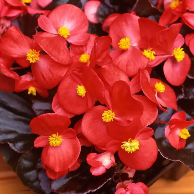 How to Choose the Right Type of Begonia and Grow It Successfully