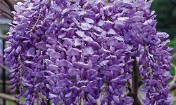 When Does Wisteria Bloom? Secrets to Stunning Seasonal Flowers
