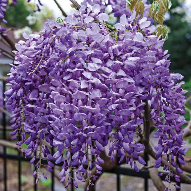 When Does Wisteria Bloom? Secrets to Stunning Seasonal Flowers