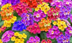 Is Lantana a Perennial? Growing Guide for Long-Lasting Color