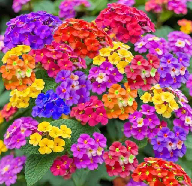 Is Lantana a Perennial? Growing Guide for Long-Lasting Color