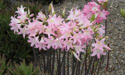 How Do You Care for Amaryllis Plants for Year-Round Blooms?