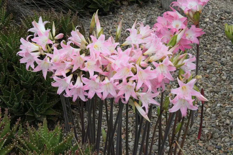 How Do You Care for Amaryllis Plants for Year-Round Blooms?