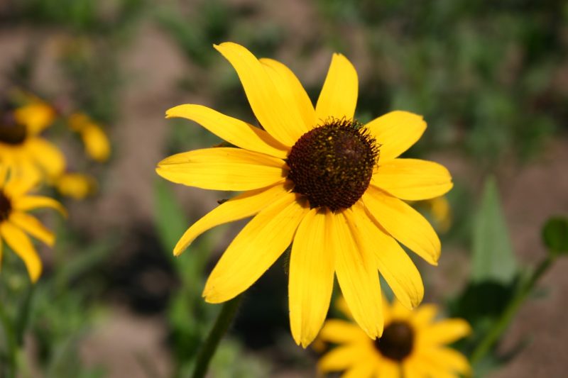 Are Black Eyed Susans Deer Resistant