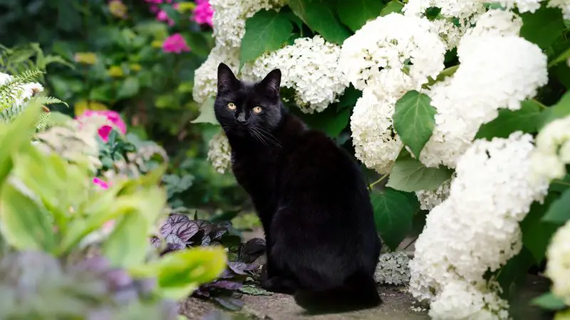 Are Hydrangea Plants Poisonous to Cats? Signs and Safety Tips