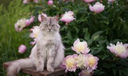 Are Peonies Poisonous to Cats? Must-Know Facts for Cat Owners