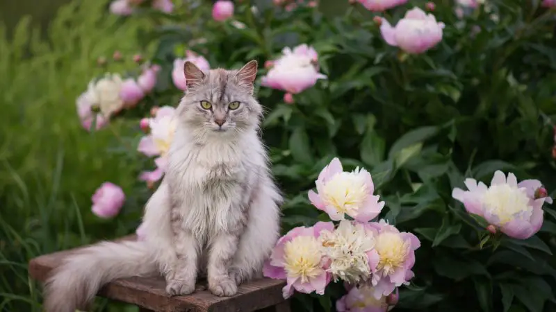 Are Peonies Poisonous to Cats? Must-Know Facts for Cat Owners