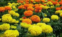 Are Marigolds Perennial Flowers? Expert Tips for Year-Round Color