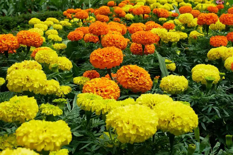 Are Marigolds Perennial Flowers? Expert Tips for Year-Round Color