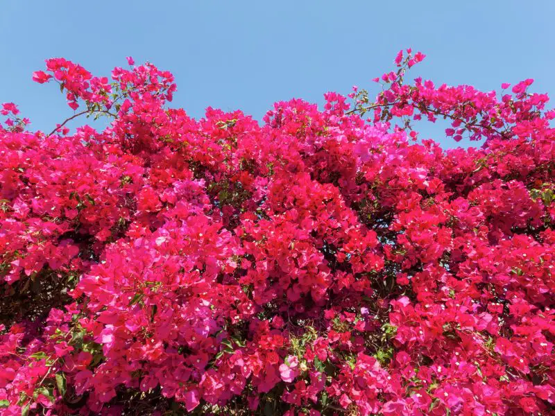 How to Propagate Bougainvillea: Expert Tips for Vibrant Growth
