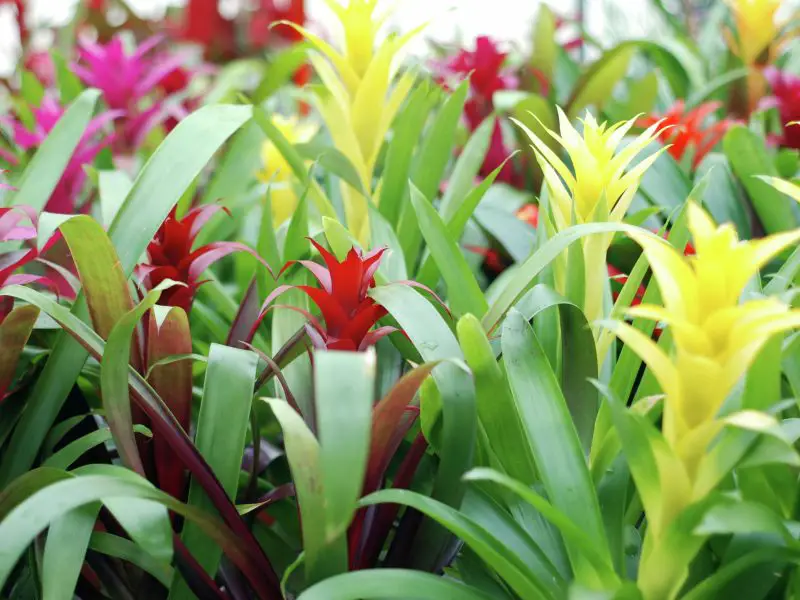 How to Water Bromeliads for Bold Color and Long-Lasting Blooms