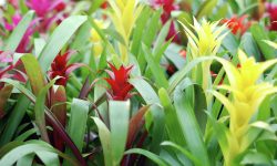 How to Water Bromeliads for Bold Color and Long-Lasting Blooms