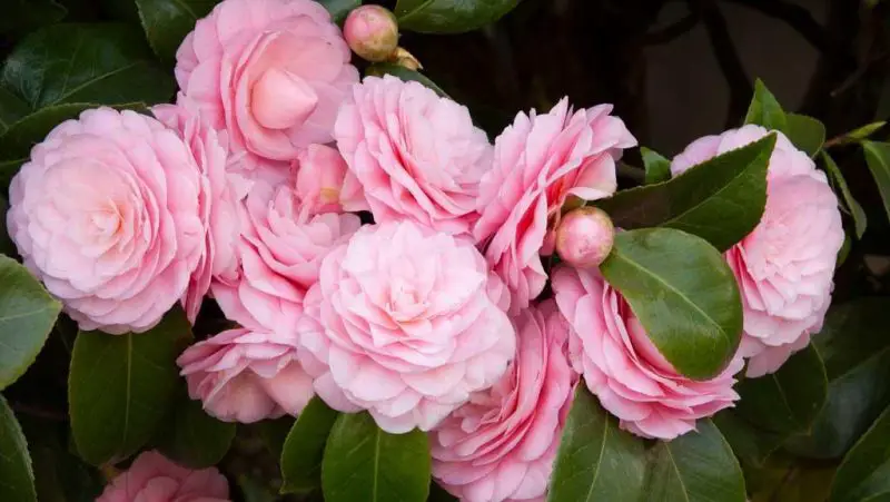 When Do Camellias Bloom? Seasonal Guide by Variety and Region