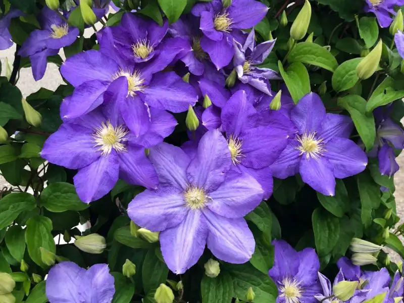When to Plant Clematis: Timing Tips for Vibrant Vines All Season