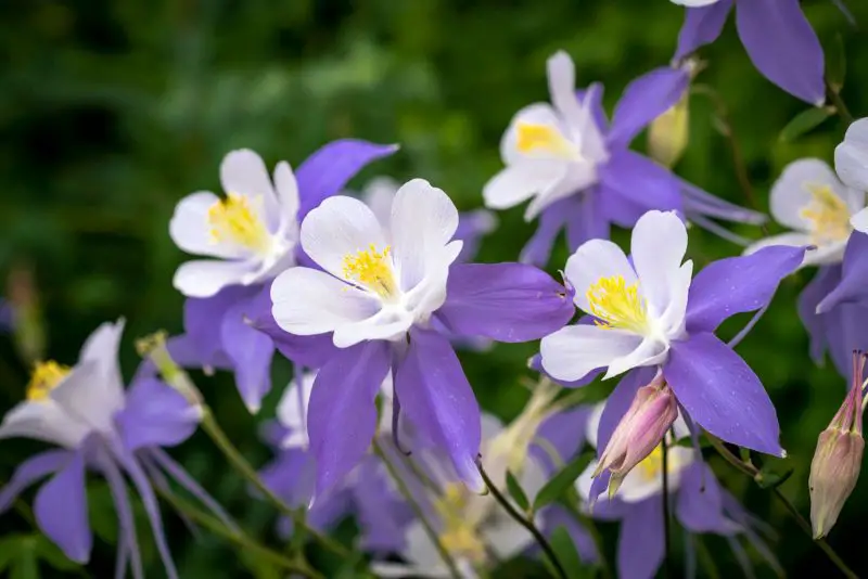 How to Plant Columbine Seeds for Beautiful Blooms Every Season