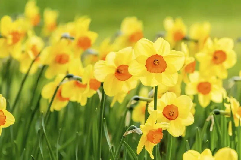When to Plant Daffodil Bulbs: Expert Tips for Garden Success