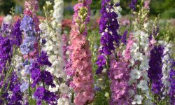 When Do Delphiniums Bloom in Different Zones? Tips by Region
