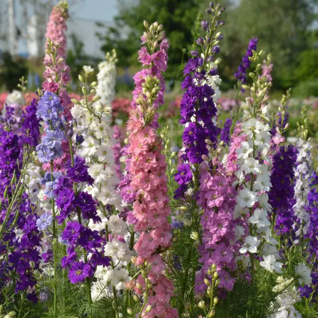 When Do Delphiniums Bloom in Different Zones? Tips by Region