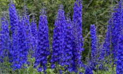 How to Grow Delphinium in Every Climate for the Best Blooms