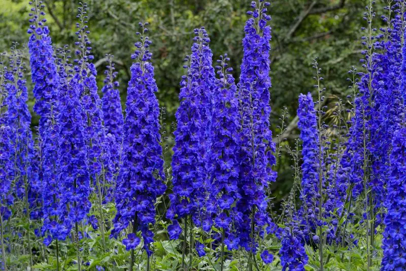 How to Grow Delphinium in Every Climate for the Best Blooms