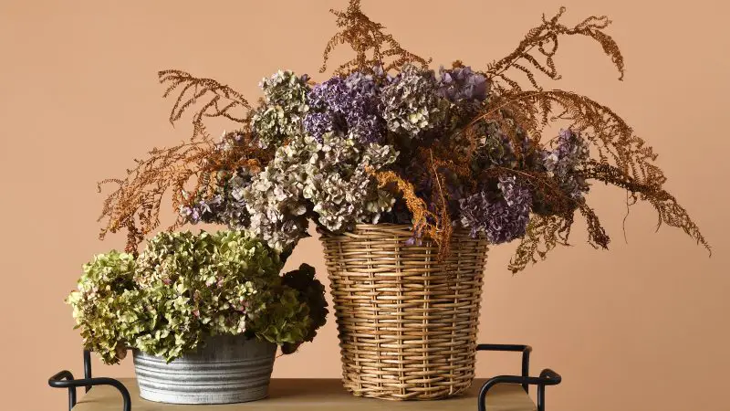How to Dry Hydrangeas Perfectly: Keep Their Color and Shape