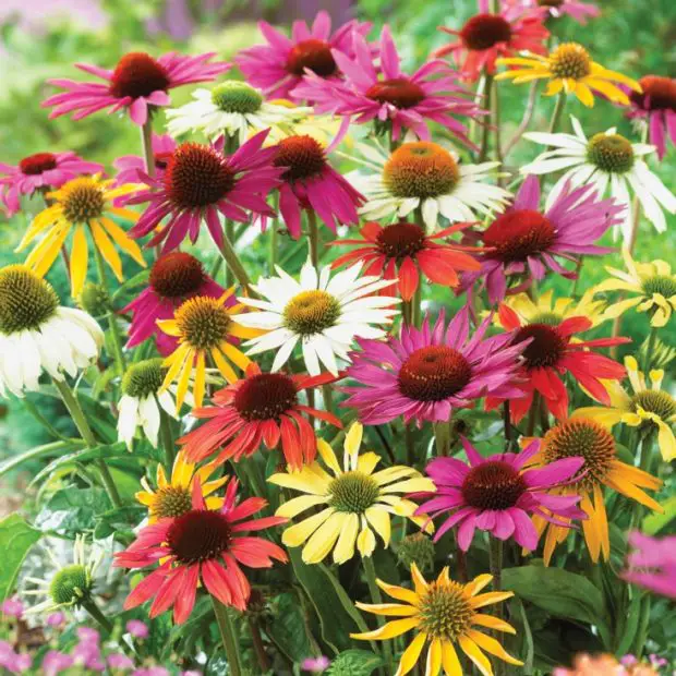 How to Care for Echinacea in Your Garden: A Complete Guide