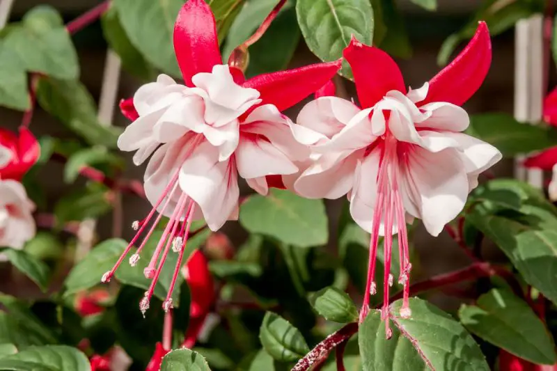 Where Do Fuchsia Come From? Explore Their Exotic Origins