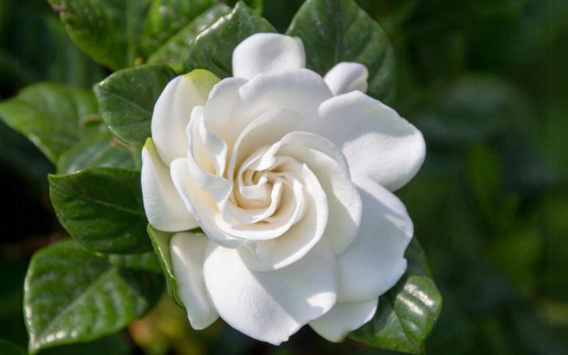 When to Prune Gardenias: Expert Tips for Stunning Blooms