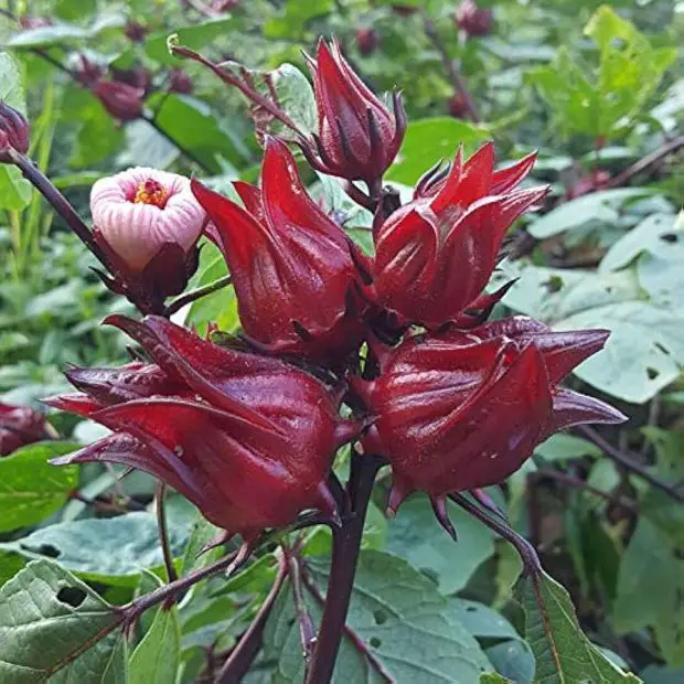 What Is Hibiscus Good For? 7 Surprising Uses Backed by Science