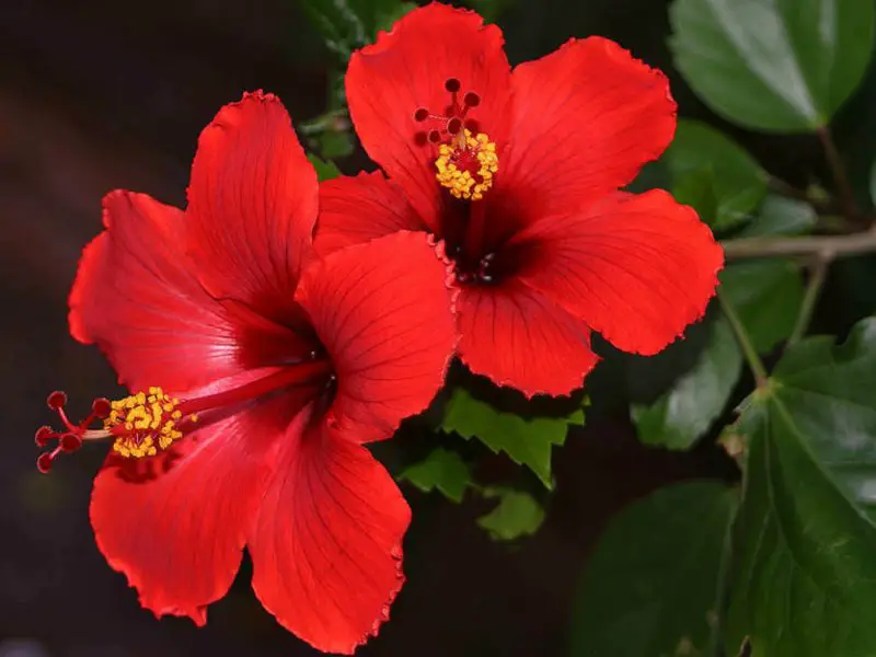 When Do Hibiscus Bloom: What Every Plant Lover Needs to Know