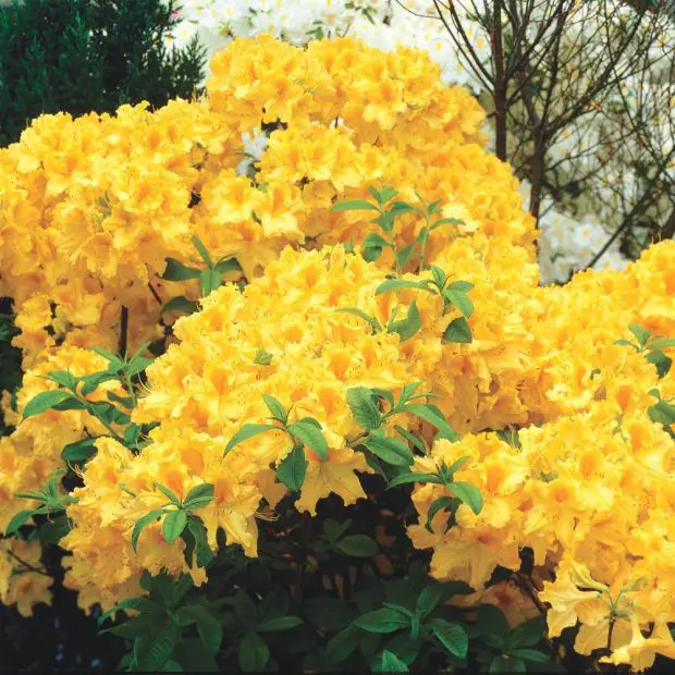When to Prune Azalea: Seasonal Guide for Perfect Garden Timing