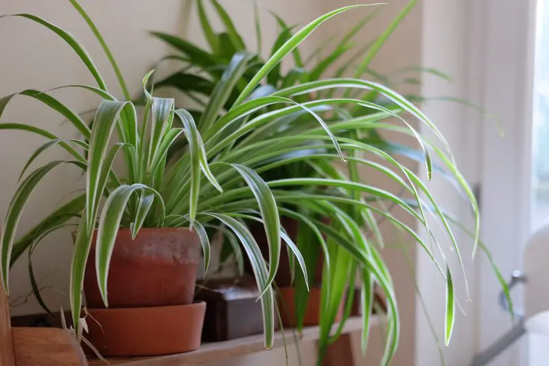 How Often Should You Water a Spider Plant
