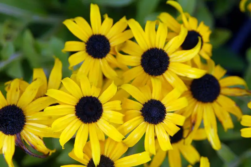 How to Care for Black Eyed Susans