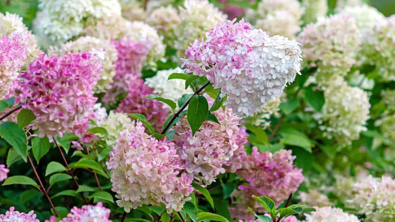 How to Care for Hydrangeas and Keep Them Blooming All season