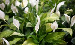 How to Care for a Peace Lily and Make It Thrive All Year Round