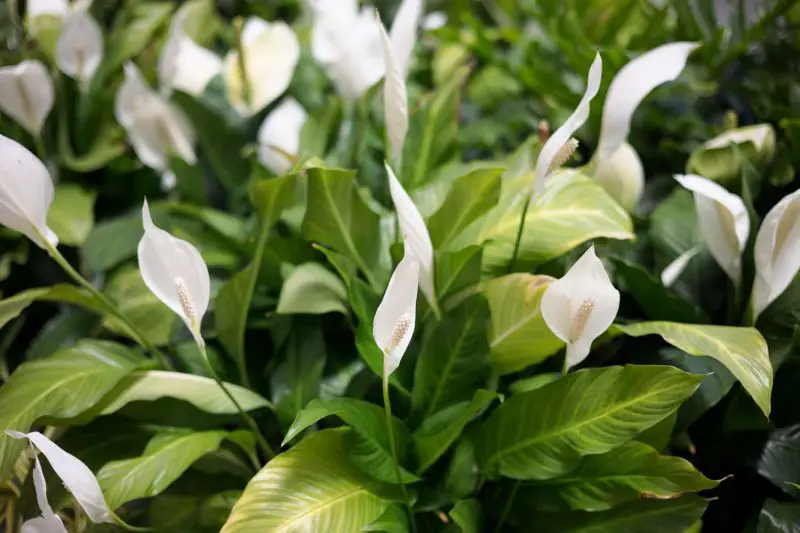 How to Care for a Peace Lily