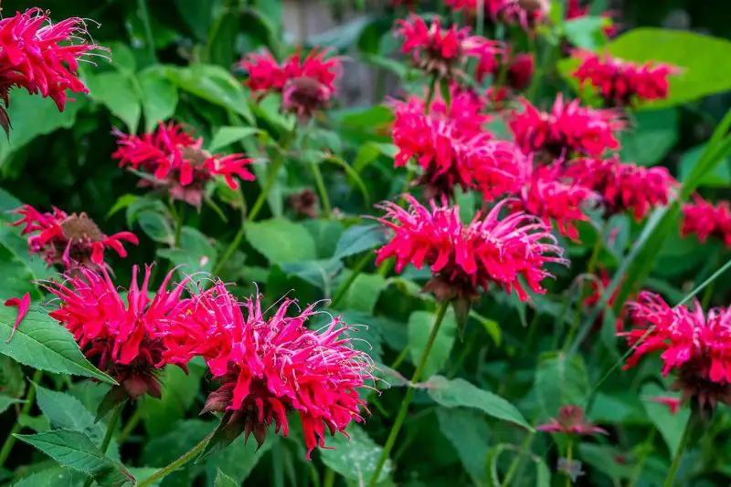 How to Deadhead Bee Balm