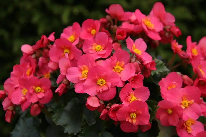 How to Deadhead Begonias