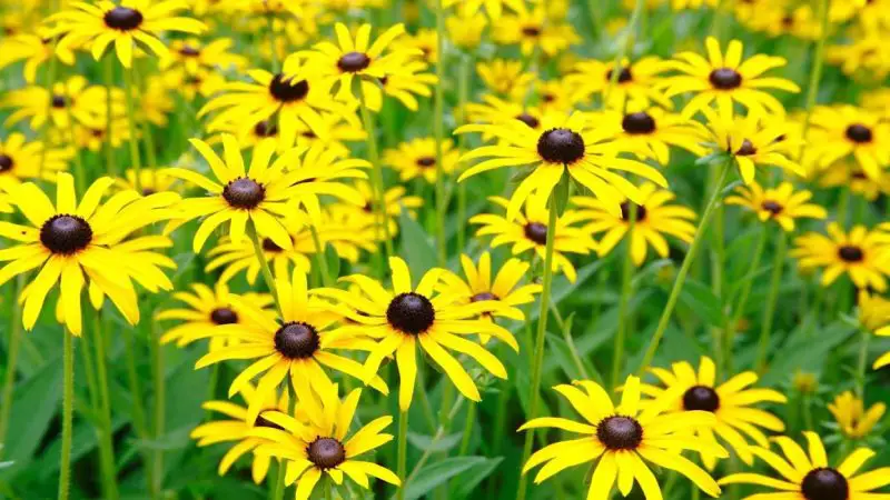 How to Deadhead Black Eyed Susans