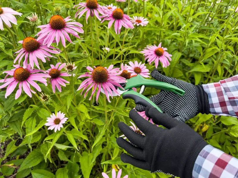How to Deadhead Coneflowers