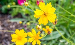 How to Deadhead Coreopsis for Endless Blooms All Summer Long